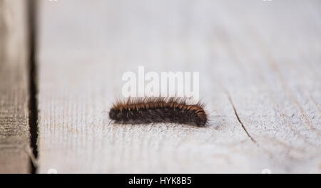 Une belle chenille noire sur une planche en bois dans un printemps précoce. Profondeur de champ Banque D'Images