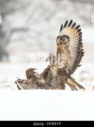 Buzzards commun (Buteo buteo) combats dans la neige, Parc National de Koros-Maros, Hongrie Banque D'Images