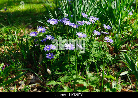 Anemone blanda, Grecian windflower ou hiver windflower Banque D'Images