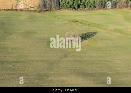 Vue aérienne d'un arbre isolé dans un champ. Comté de Dane, Wisconsin. Banque D'Images