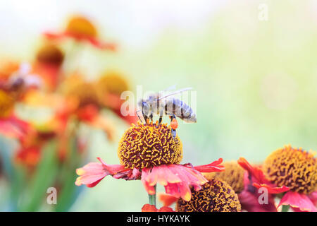 Peu d'abeille recueille le nectar sur une fleur en été Banque D'Images