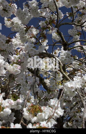 Great white cherry Prunus Taihaku Banque D'Images