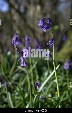 Bluebells Hyacinthoides non-scripta Banque D'Images