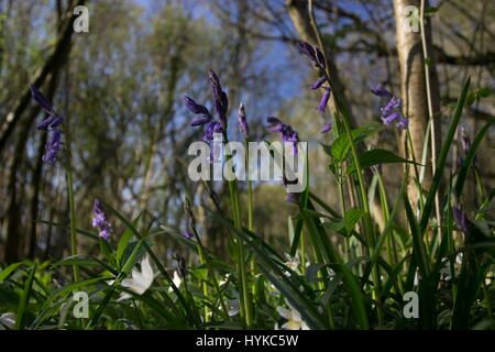 Bluebells Hyacinthoides non-scripta Banque D'Images