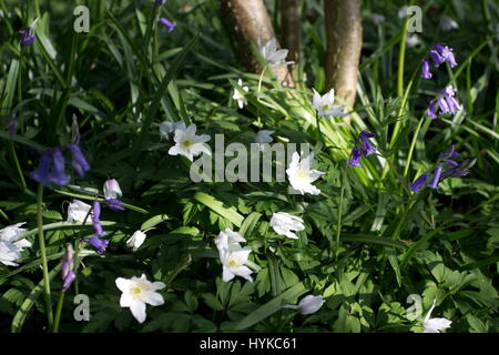 Bluebells Hyacinthoides non-scripta et Windflower Anemone nemorosa anémone des bois Banque D'Images