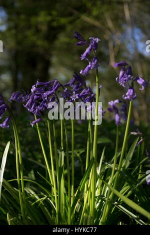 Bluebells Hyacinthoides non-scripta Banque D'Images