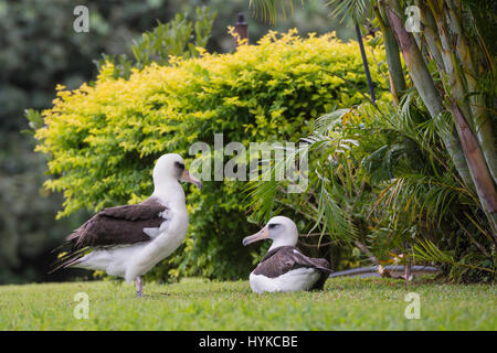 Paire d'albatros de Laysan (Phoebastria immutabilis,, dans un jardin dans Princevilla, Kauai, Hawaii, USA Banque D'Images