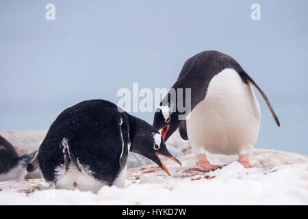 Manchots, Pygoscelis papua, Port Lockroy, Île Wiencke, archipel Palmer, Péninsule Antarctique, l'Antarctique Banque D'Images