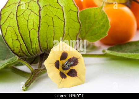 Physalis, fruits et fleurs calice (Physalis peruviana) sur fond blanc Banque D'Images