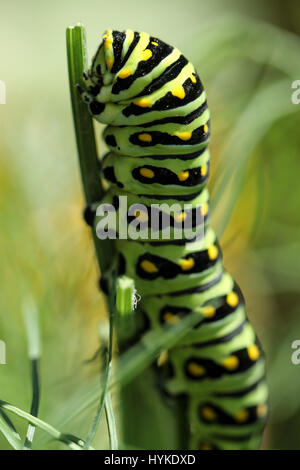 Swallowtail butterfly caterpillar bénéficiant d'une plante d'aneth, jusqu'à la tige, dans le jardin. Banque D'Images