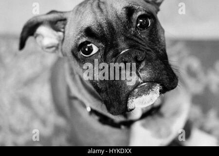 Image portrait noir et blanc d'une adorable chiot boxer. Chien de l'adolescent a un visage noir et blanc menton. Assis et regardant vers le haut dans l'objectif. Banque D'Images