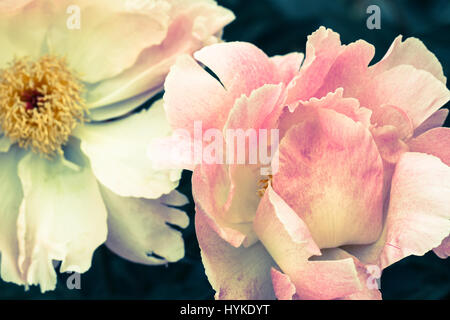 En revanche - fleurs rose pâle, un ouvert et un fermé (bientôt ouvert) montrant les variations Banque D'Images