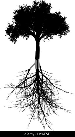 Vecteur modifiable silhouette d'un arbre avec système racine générique Illustration de Vecteur