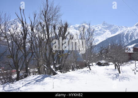 Paysage d'hiver, Kalpa, Kinnaur, Himachal Pradesh, Inde Banque D'Images