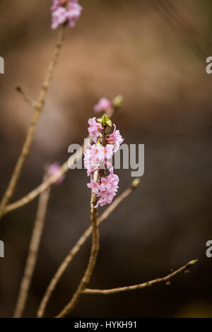 Belles fleurs rose Daphne mezereum dans un habitat naturel au début du printemps. Banque D'Images