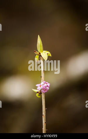 Belles fleurs rose Daphne mezereum dans un habitat naturel au début du printemps. Banque D'Images