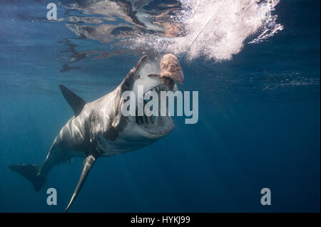 De superbes images ont capturé ce qui pourrait être le plus grand requin blanc dans le monde. L'immense prédateur vient face à face avec deux plongeurs dans une cage qu'il met à regarder en comparaison minuscule. Alors que dans les circonstances de faire face à un prédateur de cette taille dans la nature signifie une mesure n'était pas possible, une comparaison visuelle avec le détenteur du record officiel, 20 pieds de long shark "Deep Blue", montre que ce requin puissant est certainement un concurrent pour le titre de plus gros requin. D'autres clichés montrent excitante grands blancs venant droit de l'appareil photo avec leur grande bouche grande ouverte afficher Banque D'Images