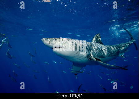 De superbes images ont capturé ce qui pourrait être le plus grand requin blanc dans le monde. L'immense prédateur vient face à face avec deux plongeurs dans une cage qu'il met à regarder en comparaison minuscule. Alors que dans les circonstances de faire face à un prédateur de cette taille dans la nature signifie une mesure n'était pas possible, une comparaison visuelle avec le détenteur du record officiel, 20 pieds de long shark "Deep Blue", montre que ce requin puissant est certainement un concurrent pour le titre de plus gros requin. D'autres clichés montrent excitante grands blancs venant droit de l'appareil photo avec leur grande bouche grande ouverte afficher Banque D'Images