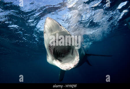 De superbes images ont capturé ce qui pourrait être le plus grand requin blanc dans le monde. L'immense prédateur vient face à face avec deux plongeurs dans une cage qu'il met à regarder en comparaison minuscule. Alors que dans les circonstances de faire face à un prédateur de cette taille dans la nature signifie une mesure n'était pas possible, une comparaison visuelle avec le détenteur du record officiel, 20 pieds de long shark "Deep Blue", montre que ce requin puissant est certainement un concurrent pour le titre de plus gros requin. D'autres clichés montrent excitante grands blancs venant droit de l'appareil photo avec leur grande bouche grande ouverte afficher Banque D'Images