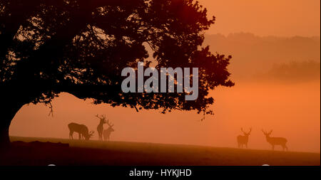 RICHMOND Park, Londres : HORN-TING photos de l'assemblée annuelle de rut du cerf ont été magnifiquement illustré par un graphiste britannique de seulement 25 pieds de distance. Les photos montrent l'orniérage remplis d'action ainsi que des clichés de élégantes silhouettes de cerfs au lever du soleil à Richmond Park, Londres. D'autres photos montrent des gros plans de femmes enceintes de cerfs au début de la saison de reproduction. Graphic designer Mark Bridger (47) s'est levé à 5h du matin pour se rendre de son domicile à Kent au deer-paniers emplacement à quelques mètres de l'animation de rues de Londres et a passé quatre heures et demie à capturer ces coups. passionnant Banque D'Images