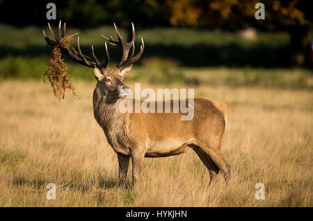 RICHMOND Park, Londres : HORN-TING photos de l'assemblée annuelle de rut du cerf ont été magnifiquement illustré par un graphiste britannique de seulement 25 pieds de distance. Les photos montrent l'orniérage remplis d'action ainsi que des clichés de élégantes silhouettes de cerfs au lever du soleil à Richmond Park, Londres. D'autres photos montrent des gros plans de femmes enceintes de cerfs au début de la saison de reproduction. Graphic designer Mark Bridger (47) s'est levé à 5h du matin pour se rendre de son domicile à Kent au deer-paniers emplacement à quelques mètres de l'animation de rues de Londres et a passé quatre heures et demie à capturer ces coups. passionnant Banque D'Images