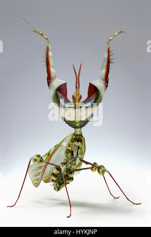 MUNICH, Allemagne : DE CHA-CHA-CHA à Samba ces mantids strictement en faveur de l'Amérique se déplace définitivement. Fractionnement du côté photos montrent priant mantids briser danse se déplace comme les célébrités sur la nouvelle série de BBC hit show Strictly Come Dancing. Chercheur scientifique polonais Igor Siwanowizc passe des heures chaque jour élever son animal priant avec soin, qui mantids viennent dans toutes les différentes couleurs et les formes du corps. Banque D'Images