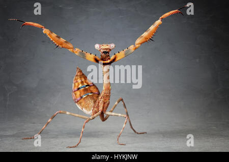 MUNICH, Allemagne : DE CHA-CHA-CHA à Samba ces mantids strictement en faveur de l'Amérique se déplace définitivement. Fractionnement du côté photos montrent priant mantids briser danse se déplace comme les célébrités sur la nouvelle série de BBC hit show Strictly Come Dancing. Chercheur scientifique polonais Igor Siwanowizc passe des heures chaque jour élever son animal priant avec soin, qui mantids viennent dans toutes les différentes couleurs et les formes du corps. Banque D'Images