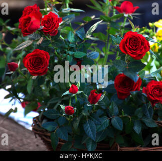 De plus en plus roses rouges dans panier sur street market,Stoke on Trent, Staffordshire, Royaume-Uni. Banque D'Images
