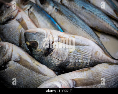 La dorade et le maquereau poisson assaisonné de sel et d'huile d'olive pour la cuisson Banque D'Images