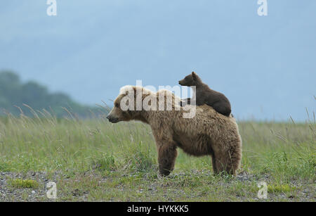 HALLO BAY, ALASKA : LE MOMENT D'une adorable six mois, Grizzly Bear cub obtient un piggy-back de sa maman a été capturé. Photos montrent cette jolie rencontre, dans ce qui pourrait être le moyen de transport le plus douillet. D'autres images révèlent la famille des ours restant très proche de sa matriarche comme une menace de l'ours mâle s'approcha d'eux. Heureusement, il n'y a pas lieu de craindre que la maman grizzly bear bientôt l'envoient avec une puce à l'oreille. Photographe américain David Silverman (53) se sont rendus à Hallo Bay, en Alaska, à passer du temps à prendre ces adorables créatures. Banque D'Images