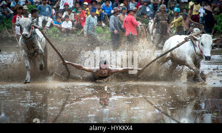 SUMATRA, INDONÉSIE : un enseignant casse-cou s'attaque avec plus de 5 000 livres de boeuf pur dans cette centaine d'adrénaline-cour bull course. Se déroulant sur une période de quatre semaines cette tradition indonésienne, appelée Jawi Sspi est une célébration d'une abondante récolte de riz. Les images montrent amateur photographe Rick White (35) d'être tiré par la puissance de ces bêtes de fardeau aux muscles hypertrophiés. Les autres participants comprennent autour d'une douzaine de mâles locaux les agriculteurs et les résidents. Les vaches les plus rapides peuvent alors la commande commande le plus haut prix de vente aux enchères. Rick White a été en mesure de saisir ces actio Banque D'Images