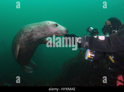 Les ILES FARNE, NORTHUMBERLAND : un bébé phoque a été cassé dans les eaux britanniques affichant un comportement incroyablement mignon à seulement 30 pieds sous l'eau par un conseiller d'affaires. Les images montrent la cutie câlin en interaction avec son nouvel ami de l'homme, posant côte à côte pour les photos et même d'avoir une bouchée sur l'auxiliaire de la tête et les pattes. D'autres gros plans montrent la fougueuse du joint ensemble complet de knashers et profiter d un moment de tendresse avec un autre joint. Photographe amateur britannique Trevor Rees (54) a pris ces coups de chaud au coeur plongée sous-marine au large des côtes à l'Iles Farne, dans le Northumberland. Banque D'Images