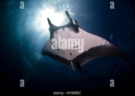 Îles Revillagigedo, MEXIQUE : plans d'un 23-pieds de largeur de raie Manta, comme un crâne humain ont été pris à cent trente pieds sous l'eau. Les images montrent l'ampleur de ce rare noir et blanc monster à motifs par rapport à la plongée à proximité. Le Manta Ray Manta ou birotris, peut être vu complètement à l'aise avec son compagnon humain, bien qu'il glisse avec élégance grâce à l'eau claire. Une autre dominante blanche Manta Ray peut également être vu dans d'autres coups. Malgré leur taille, ces géants de la mer sont inscrits comme vulnérables. Leur nombre a subi en raison de la di Banque D'Images