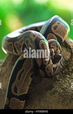 JAKARTA, INDONÉSIE : le moment final une souris malchanceux s'est penché sur l'objectif de l'appareil avant qu'il ait été avalées par un python affamé. La séquence creepy montre comment les reptiles sauvages pétiolées sa proie avant de la souris de serrage dans ses mâchoires et presque sourire pour la caméra avant de l'avaler. L'étonné-à la souris peut être vu en dernier contact visuel avec l'étonnement finances superviseur Erni Wijaya (34) de Jakarta, Indonésie avant d'être avalés. Banque D'Images