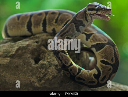 JAKARTA, INDONÉSIE : le moment final une souris malchanceux s'est penché sur l'objectif de l'appareil avant qu'il ait été avalées par un python affamé. La séquence creepy montre comment les reptiles sauvages pétiolées sa proie avant de la souris de serrage dans ses mâchoires et presque sourire pour la caméra avant de l'avaler. L'étonné-à la souris peut être vu en dernier contact visuel avec l'étonnement finances superviseur Erni Wijaya (34) de Jakarta, Indonésie avant d'être avalés. Banque D'Images