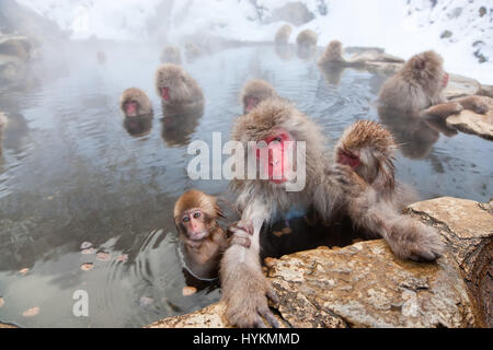 NAGANO, Japon : Ce groupe de 200 singes et leurs bébés capturé par un photographe britannique de passage doit être le plus chanceux de la planète. Toute la journée au soleil dans les sources chaudes dans le sanctuaire de la nature, leur foyer a laissé ces macaques japonais avec peu de choses à voir mais laver eux-mêmes et se toilettent mutuellement tous les jours. D'autres images montrent comment le mignon bébé singe à tirer le maximum de leur vie charmé par une baignade dans l'eau avec les adultes. Photographe Peter Adams (55) de la région des Cotswolds a pris le coups excentriques tout en visitant le Jigokudani Park à Nagano, au Japon. Banque D'Images