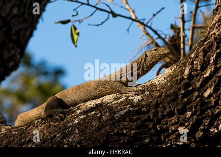 Sri Lanka, Tissamaharama, parc national de Yala, Section 1. Varan du Bengale occidental dans l'arbre (Varanus bengalensis) aka moniteur indienne, largement distribué dans Banque D'Images