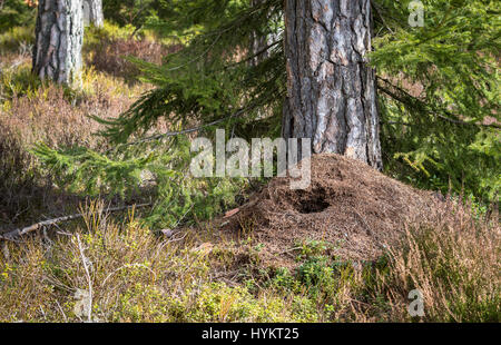 Grande fourmilière dans la forêt de pins au printemps, détruit par pic vert la chasse pour la nourriture en hiver Banque D'Images