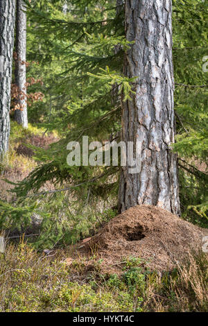 Grande fourmilière dans la forêt de pins au printemps, détruit par pic vert la chasse pour la nourriture en hiver. Vertical image. Banque D'Images