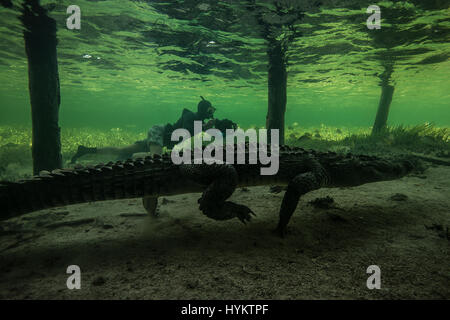 Les banques, CHINCHORRO MEXIQUE : un photographe à la recherche de sensations fortes ont risqué leur vie et leur intégrité physique comme il a nagé à côté d'une dizaine de mètres de long crocodile. Montrer des images-photographe mexicain Rodrigo Friscione obtenir de près les deux-cents livres de prédateur. D'autres plans montrent les curieux croc vérifier elle-même dans l'objectif de l'appareil et sa zone de tête de l'eau. Rodrigo, qui gère une boutique de plongée à Cancun, a pris les images spectaculaires dans les banques. Chinchorro Banque D'Images