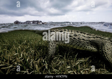 Les banques, CHINCHORRO MEXIQUE : un photographe à la recherche de sensations fortes ont risqué leur vie et leur intégrité physique comme il a nagé à côté d'une dizaine de mètres de long crocodile. Montrer des images-photographe mexicain Rodrigo Friscione obtenir de près les deux-cents livres de prédateur. D'autres plans montrent les curieux croc vérifier elle-même dans l'objectif de l'appareil et sa zone de tête de l'eau. Rodrigo, qui gère une boutique de plongée à Cancun, a pris les images spectaculaires dans les banques. Chinchorro Banque D'Images