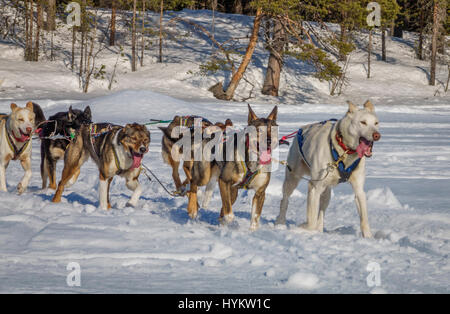 Les chiens de traîneau Husky, Laponie, Suède Banque D'Images