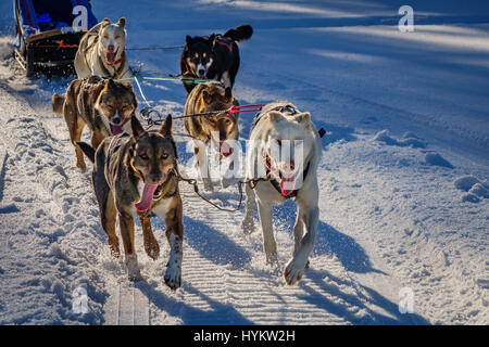 Les chiens de traîneau Husky, Laponie, Suède Banque D'Images