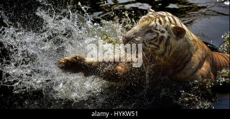 Le ZOO DE RAGUNAN, INDONÉSIE : ce tigre du Bengale fait fait sensation comme vous êtes photographiés par un photographe amateur dans ce quarante minutes de rencontre. Les images montrent la puissance de ce majestueux grand chat qu'il regarde tout droit vers l'objectif de l'appareil photo et prend le glissement, la création d'un colossal splash. D'autres photos montrent le prédateur élégant sauter hors de l'eau, puis en arrêtant pour une place de l'hydratation. Photographe amateur Fahmi Bhs (41) de l'Indonésie a été en mesure d'obtenir dans des conditions de pleine concurrence de la Sinar tigre du Bengale au cours de temps d'alimentation à Ragunan zoo, Jakarta. Banque D'Images