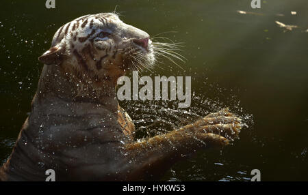 Le ZOO DE RAGUNAN, INDONÉSIE : ce tigre du Bengale fait fait sensation comme vous êtes photographiés par un photographe amateur dans ce quarante minutes de rencontre. Les images montrent la puissance de ce majestueux grand chat qu'il regarde tout droit vers l'objectif de l'appareil photo et prend le glissement, la création d'un colossal splash. D'autres photos montrent le prédateur élégant sauter hors de l'eau, puis en arrêtant pour une place de l'hydratation. Photographe amateur Fahmi Bhs (41) de l'Indonésie a été en mesure d'obtenir dans des conditions de pleine concurrence de la Sinar tigre du Bengale au cours de temps d'alimentation à Ragunan zoo, Jakarta. Banque D'Images