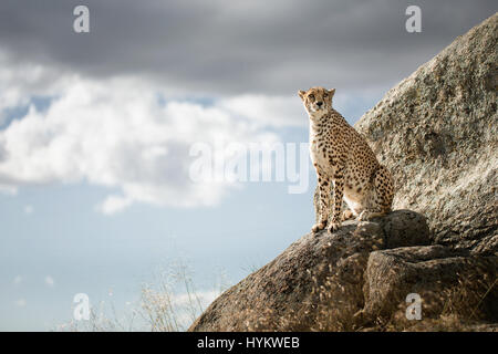 Tolède, Espagne : gros chats comme de près comme vous les verrez ont été capturés dans ces images à couper le souffle. Complètement à l'aise avec les gens qui viennent en contact étroit avec eux, les guépards sont vus heureusement trouver une pose pour photos, permettant même un photographe très excité de s'asseoir juste derrière tandis que sa femme immortalisé un moment unique comme le soleil se couchait. L'allemand né Carlos Santero (49) et son épouse, ont dépensé un total de deux jours à une réserve privée à Tolède, Espagne accueil à ces animaux magnifiques. Banque D'Images