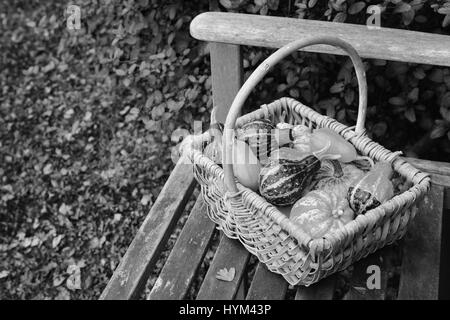 Variété de courges d'ornement à motifs hardiment dans un panier rustique, à gauche sur un banc de jardin à l'automne Banque D'Images