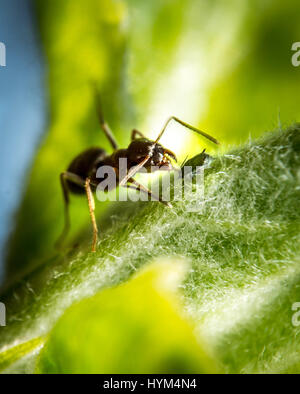 Brown et Ant peu sur puceron vert feuille extreme macro photographie Banque D'Images