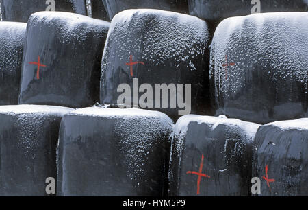 Couverts en plastique noir bottes de foin d'une croix rouge dans la neige Banque D'Images