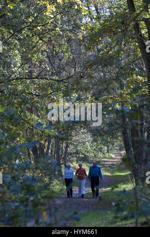 Veluwe, Brabant, Pays-Bas 26-Octobre-2006 : la marche en forêt d'automne dans un parc national aux Pays-Bas. Banque D'Images